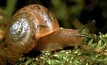 kinds of snails