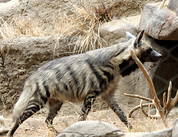 Hyena Habitat