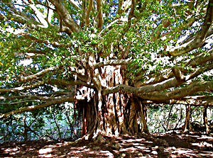 aswatha tree