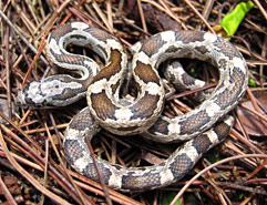 Garandiya Snake