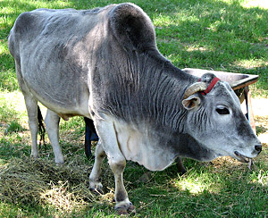 essay pet animal cow