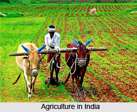 Agriculture in India