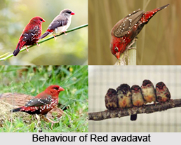 Red Avadavat, Indian Bird