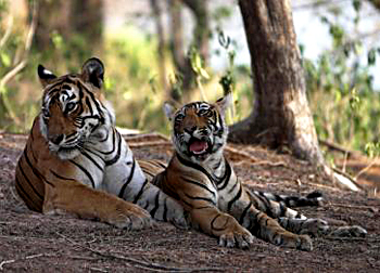 Wildlife Sanctuaries Of Orissa