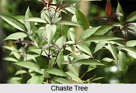 Nasinda, Chaste Tree, Indian Medicinal Plant