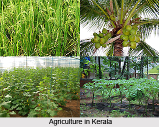 Agriculture in Kerala